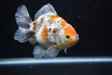 Yuan Bao Oranda  Kirin 5 Inch (ID#1112Yb10b-55) Free2Day SHIPPING