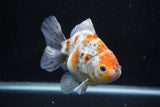 Yuan Bao Oranda  Kirin 5 Inch (ID#1112Yb10b-55) Free2Day SHIPPING