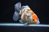 Yuan Bao Oranda  Kirin 5 Inch (ID#1112Yb10b-55) Free2Day SHIPPING