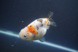 Milk Cow Ranchu  Calico 4 Inch (ID#1008R9a-58) Free2Day SHIPPING