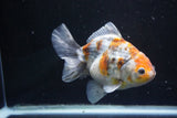 Yuan Bao Oranda  Kirin 5 Inch (ID#1112Yb10b-55) Free2Day SHIPPING