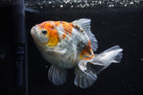 Yuan Bao Oranda  Kirin 5 Inch (ID#1112Yb10b-55) Free2Day SHIPPING