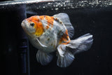 Yuan Bao Oranda  Kirin 5 Inch (ID#1112Yb10b-55) Free2Day SHIPPING