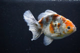 Yuan Bao Oranda  Kirin 5 Inch (ID#1112Yb10b-55) Free2Day SHIPPING