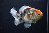 Yuan Bao Oranda  Kirin 5 Inch (ID#1112Yb10b-55) Free2Day SHIPPING