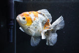 Yuan Bao Oranda  Kirin 5 Inch (ID#1112Yb10b-55) Free2Day SHIPPING