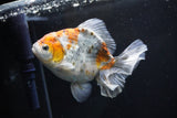 Yuan Bao Oranda  Kirin 5 Inch (ID#1112Yb10b-55) Free2Day SHIPPING