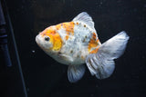 Yuan Bao Oranda  Kirin 5 Inch (ID#1112Yb10b-55) Free2Day SHIPPING