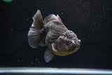 Yuan Bao Oranda  Kirin 5 Inch (ID#1112Yb10b-56) Free2Day SHIPPING