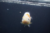 Milk Cow Ranchu  Calico 4 Inch (ID#1008R9a-58) Free2Day SHIPPING