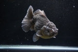 Yuan Bao Oranda  Kirin 5 Inch (ID#1112Yb10b-56) Free2Day SHIPPING