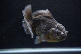 Yuan Bao Oranda  Kirin 5 Inch (ID#1112Yb10b-56) Free2Day SHIPPING