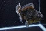 Yuan Bao Oranda  Kirin 5 Inch (ID#1112Yb10b-56) Free2Day SHIPPING