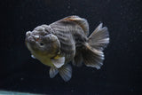 Yuan Bao Oranda  Kirin 5 Inch (ID#1112Yb10b-56) Free2Day SHIPPING