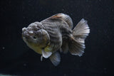 Yuan Bao Oranda  Kirin 5 Inch (ID#1112Yb10b-56) Free2Day SHIPPING