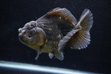 Yuan Bao Oranda  Kirin 5 Inch (ID#1112Yb10b-56) Free2Day SHIPPING