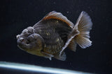 Yuan Bao Oranda  Kirin 5 Inch (ID#1112Yb10b-56) Free2Day SHIPPING