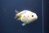 Milk Cow Ranchu  Calico 4 Inch (ID#1008R9a-58) Free2Day SHIPPING