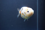 Milk Cow Ranchu  Calico 4 Inch (ID#1008R9a-58) Free2Day SHIPPING