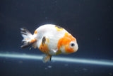 Milk Cow Ranchu  Calico 4 Inch (ID#1004R9a-66) Free2Day SHIPPING