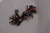 Butterfly  Calico 3.5 Inch (ID#1220B8b-46) Free2Day SHIPPING