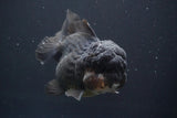 Short Body Thai Oranda  Panda 4 Inch (ID#902To14a-82)