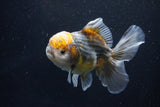 Yuan Bao Oranda  Kirin 5 Inch (ID#1108Yb8a-55) Free2Day SHIPPING