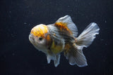 Yuan Bao Oranda  Kirin 5 Inch (ID#1108Yb8a-55) Free2Day SHIPPING