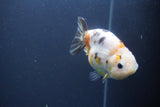 Milk Cow Ranchu  Calico 4 Inch (ID#1008R9a-58) Free2Day SHIPPING