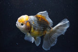 Yuan Bao Oranda  Kirin 5 Inch (ID#1108Yb8a-55) Free2Day SHIPPING