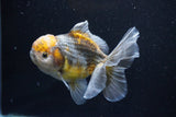 Yuan Bao Oranda  Kirin 5 Inch (ID#1108Yb8a-55) Free2Day SHIPPING