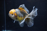 Yuan Bao Oranda  Kirin 5 Inch (ID#1108Yb8a-55) Free2Day SHIPPING