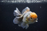 Yuan Bao Oranda  Kirin 5 Inch (ID#1108Yb8a-55) Free2Day SHIPPING