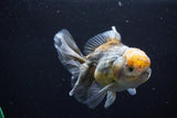 Yuan Bao Oranda  Kirin 5 Inch (ID#1108Yb8a-55) Free2Day SHIPPING