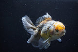 Yuan Bao Oranda  Kirin 5 Inch (ID#1108Yb8a-55) Free2Day SHIPPING