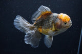 Yuan Bao Oranda  Kirin 5 Inch (ID#1108Yb8a-55) Free2Day SHIPPING