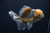 Yuan Bao Oranda  Kirin 5 Inch (ID#1108Yb8a-55) Free2Day SHIPPING