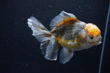 Yuan Bao Oranda  Kirin 5 Inch (ID#1108Yb8a-55) Free2Day SHIPPING