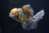 Yuan Bao Oranda  Kirin 5 Inch (ID#1108Yb8a-55) Free2Day SHIPPING