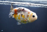 Milk Cow Ranchu  Calico 4 Inch (ID#1008R9a-58) Free2Day SHIPPING