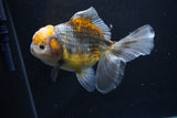 Yuan Bao Oranda  Kirin 5 Inch (ID#1108Yb8a-55) Free2Day SHIPPING