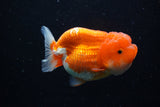 Lionchu  Red White 3.5 Inch (ID#1108R12b-99) Free2Day SHIPPING