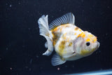 Yuan Bao Oranda  Kirin 4.5 Inch (ID#1108Yb8a-57) Free2Day SHIPPING