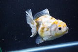 Yuan Bao Oranda  Kirin 4.5 Inch (ID#1108Yb8a-57) Free2Day SHIPPING