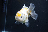 Yuan Bao Oranda  Kirin 4.5 Inch (ID#1108Yb8a-57) Free2Day SHIPPING