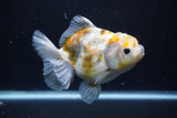 Yuan Bao Oranda  Kirin 4.5 Inch (ID#1108Yb8a-57) Free2Day SHIPPING