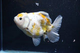 Yuan Bao Oranda  Kirin 4.5 Inch (ID#1108Yb8a-57) Free2Day SHIPPING