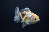 Yuan Bao Oranda  Kirin 4.5 Inch (ID#1108Yb8a-57) Free2Day SHIPPING