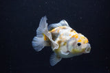 Yuan Bao Oranda  Kirin 4.5 Inch (ID#1108Yb8a-57) Free2Day SHIPPING