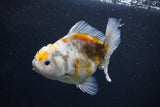 Yuan Bao Oranda  Kirin 4.5 Inch (ID#1108Yb8a-57) Free2Day SHIPPING